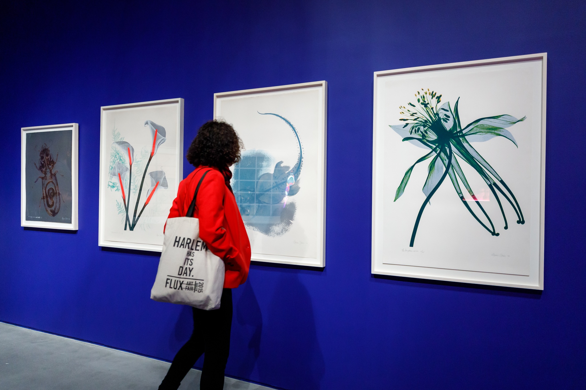 A gallery visitor looking at prints of x-rays of flowers, a stingray, and a beetle colored by the artist Agnes Denes and hung on a deep blue gallery wall