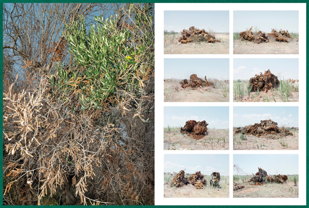 Fastidiosa thumbnail 3