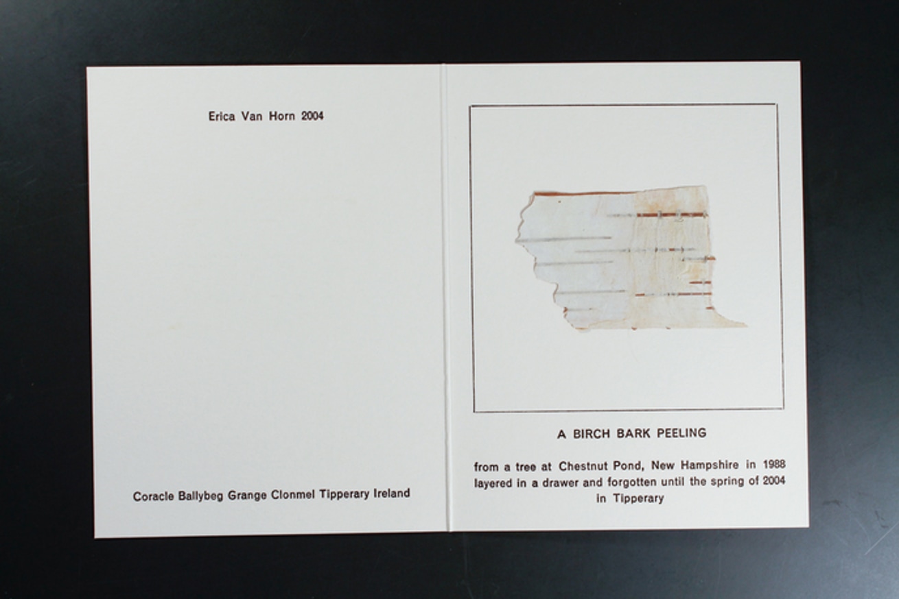 A Birch Bark Peeling