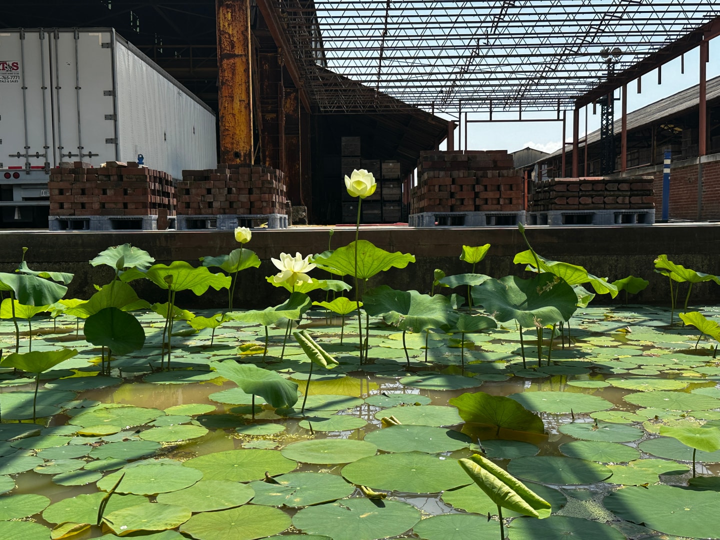 detail of lily pads at loading dock