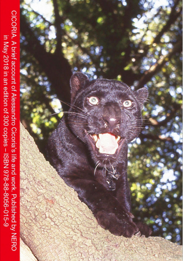 A brief account of Alessandro Cicoria's life and work.