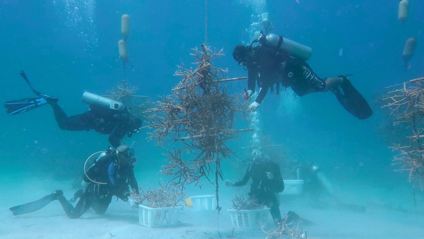 People scuba diving underwater, collecting things in white plastic baskets.