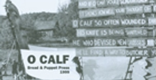O Calf