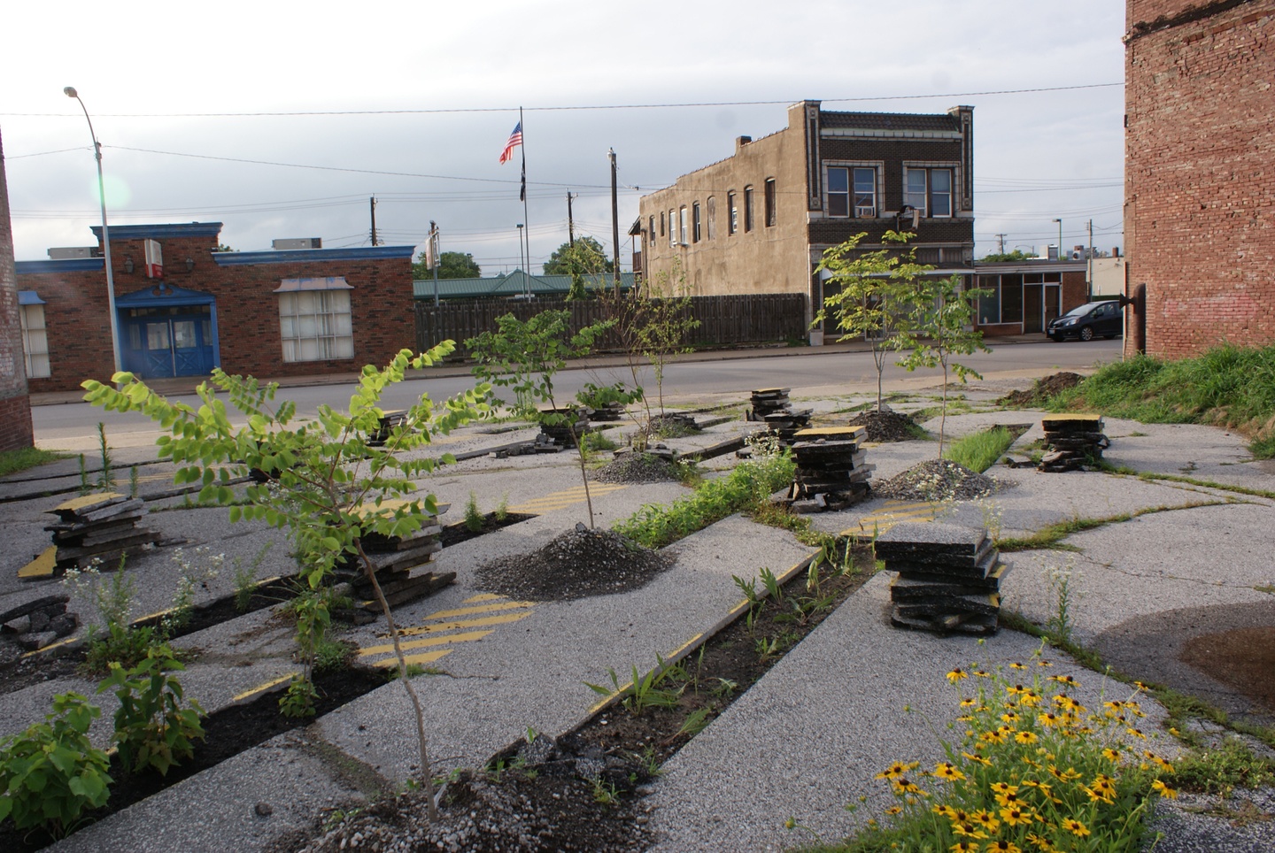 Photo of a paved lot with numerous ruptures in the paving, revealing dirt and plants, including black-eyes susans, growing in the cracks.