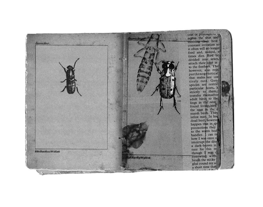 Eaten Books/Atlas des Insectes thumbnail 6