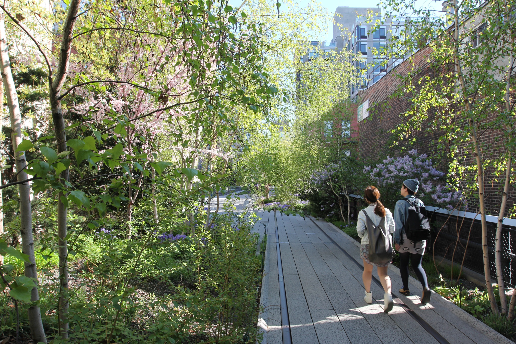 Two people walk away from the camera down a narrow section of the High Line's path with flowering trees rising around and above them. In the background, the buildings of Chelsea stand along the path. Light falls through the foliage, and both people wear backpacks while one of them wears a cap.