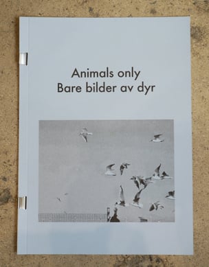 Animals only / Bare bilder av dyr