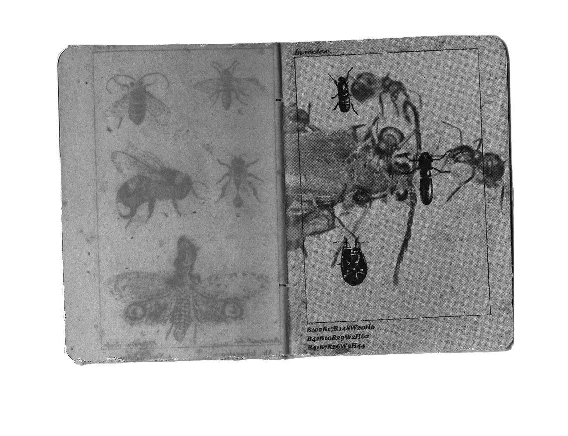 Eaten Books/Atlas des Insectes thumbnail 7