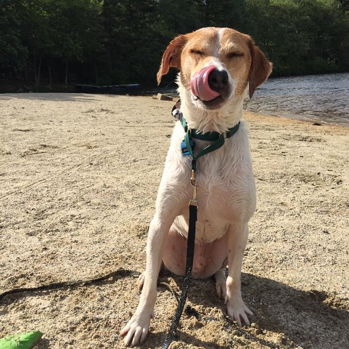 Featured Dog