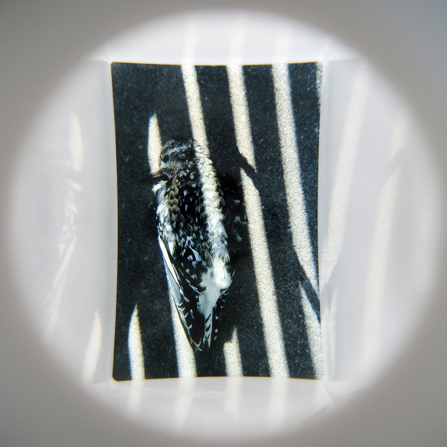 What in Me is Dark Illumine (White Bird Viewer, Fourth Edition) thumbnail 2