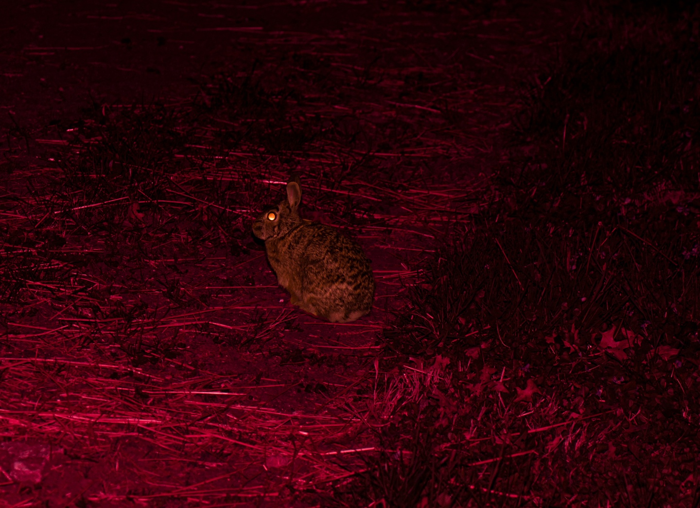 Wild rabbit sitting on a tract of grass photographed at night with a red light, causing its eye to glow.