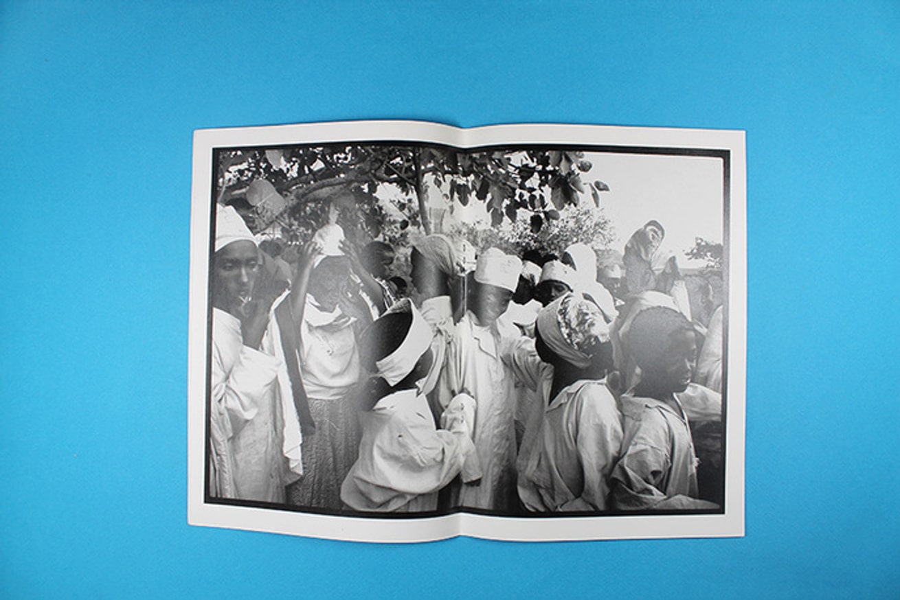 Abyssinian thumbnail 4