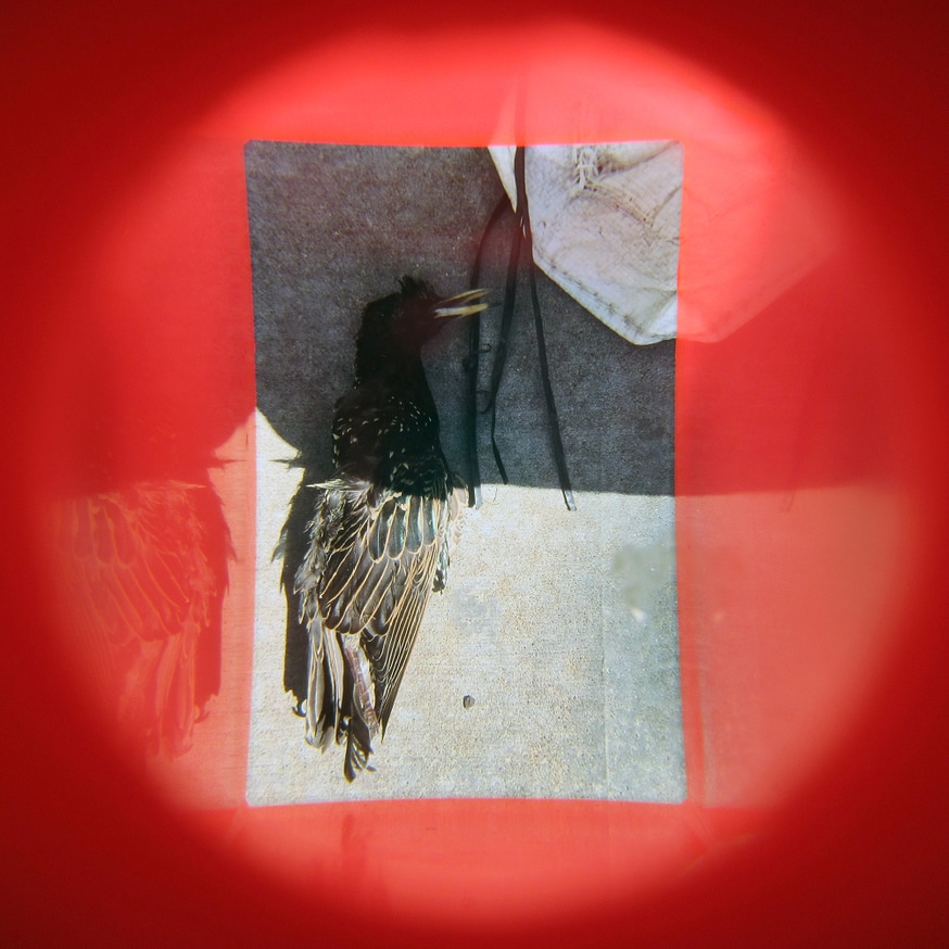 What in Me is Dark Illumine (Orange Bird Viewer, Fourth Edition) thumbnail 2