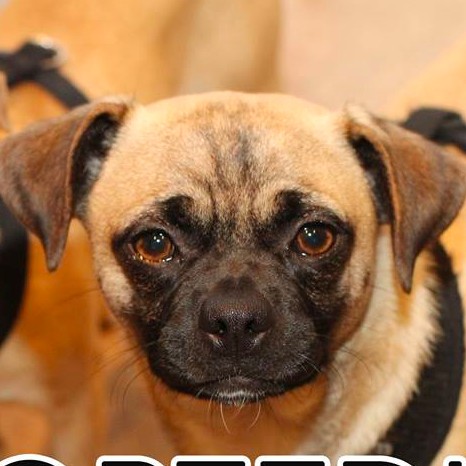 Featured Dog