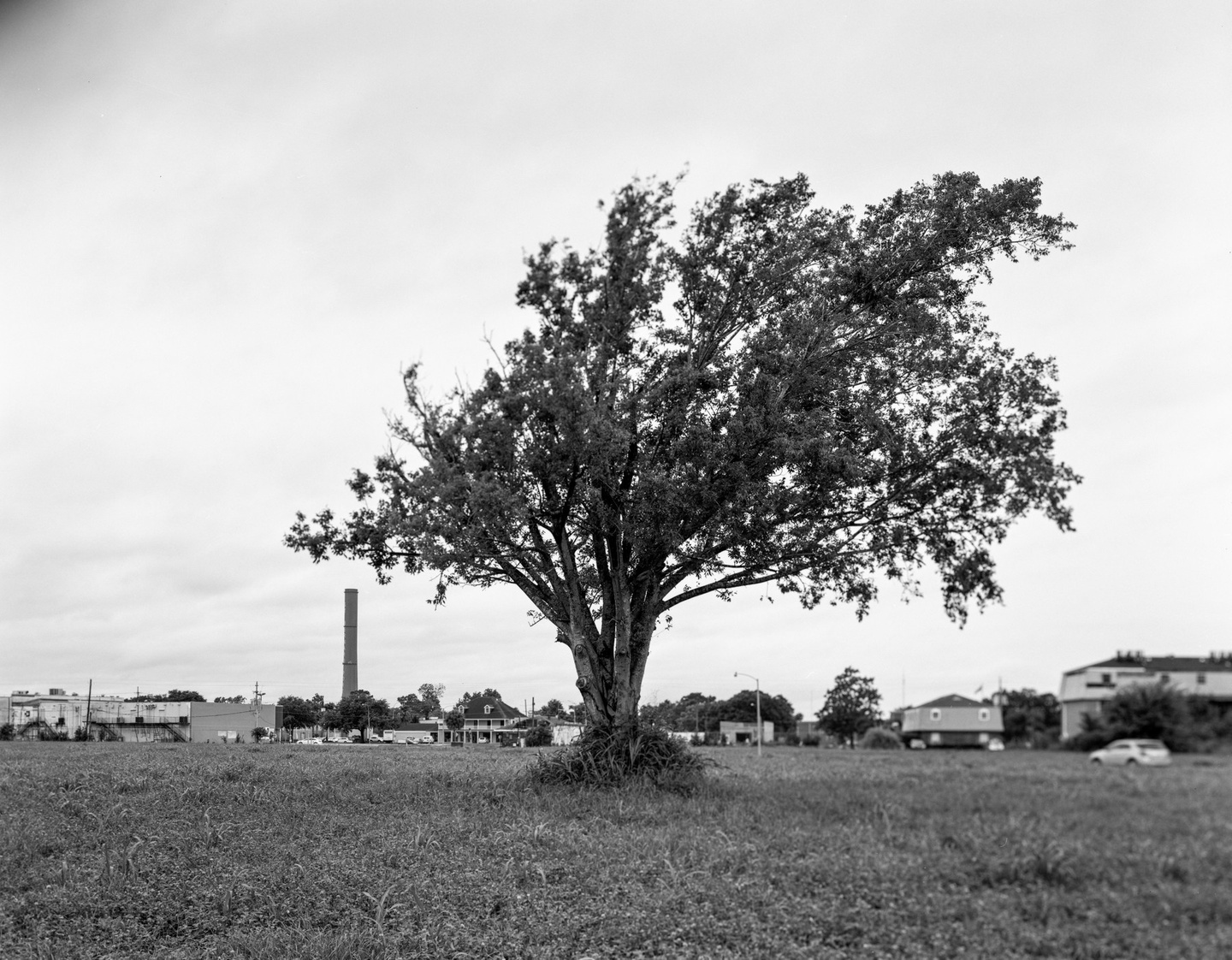 Black and white photograph of a tree in the middle of a field. Houses, cars, and other buildings in the distance.