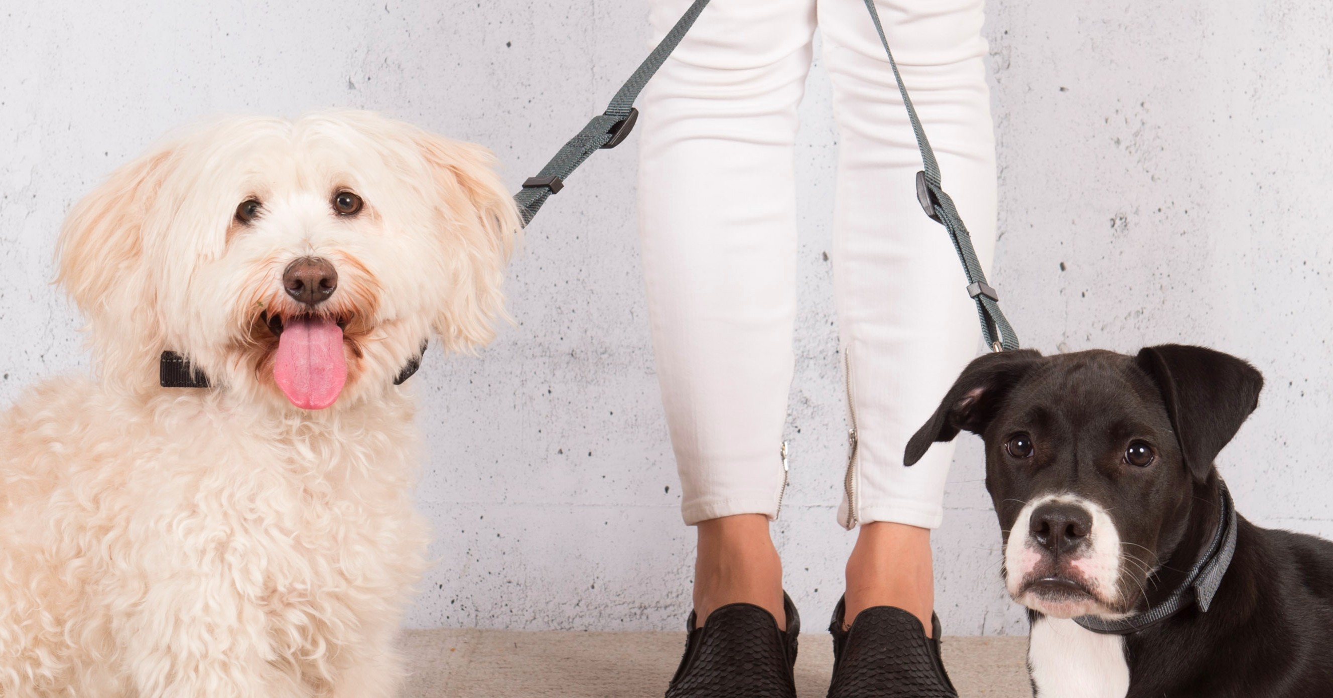 Adjustable Double Dog Leash Dogly