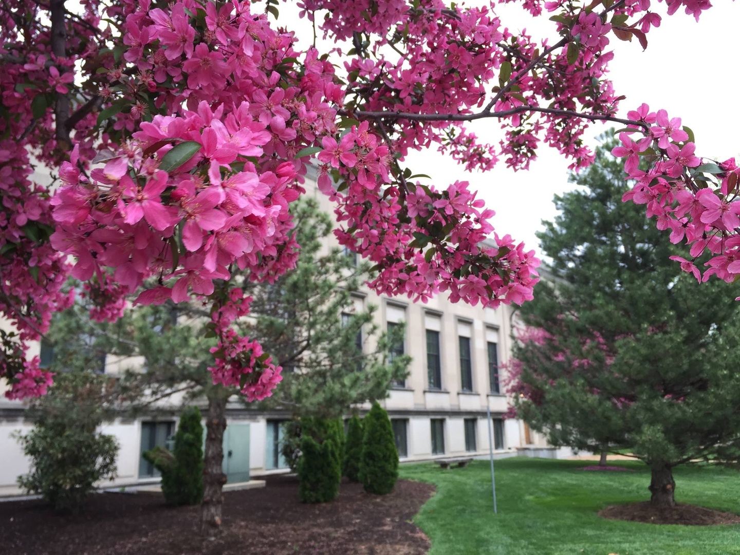 A pink crababble tree in full bloom stretches across a bright white sky in front of a Beax Arts-style limestone academic building.