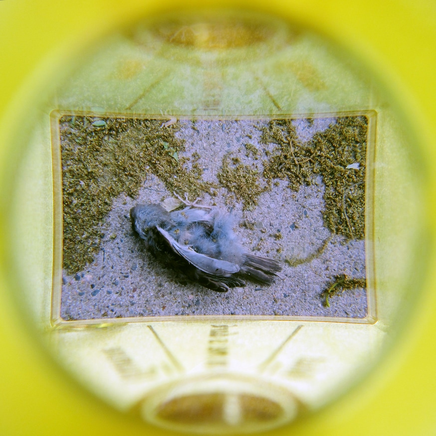 What in Me is Dark Illumine (Set of 7 Viewers) [fourth edition] thumbnail 7