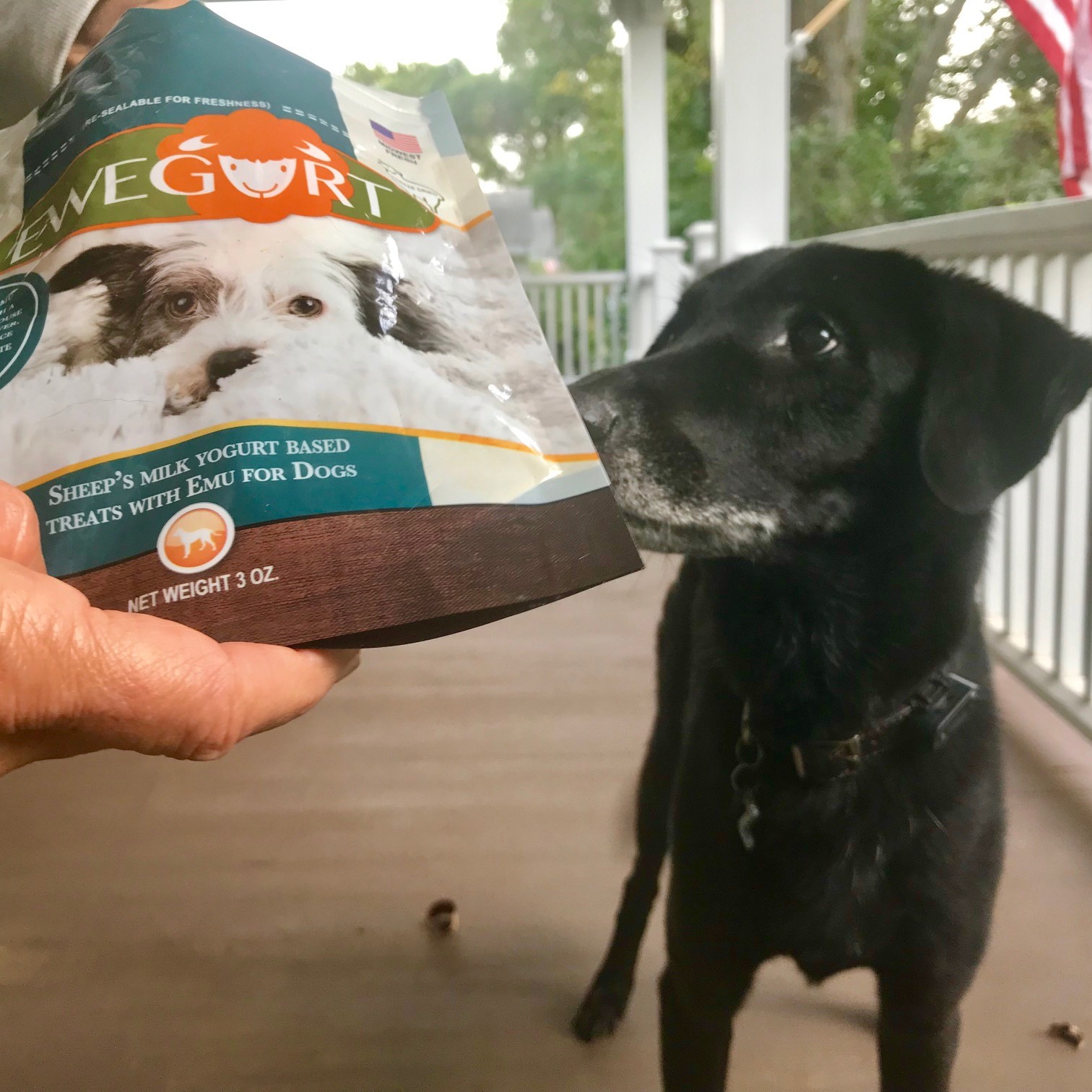 Goat milk clearance yogurt for dogs