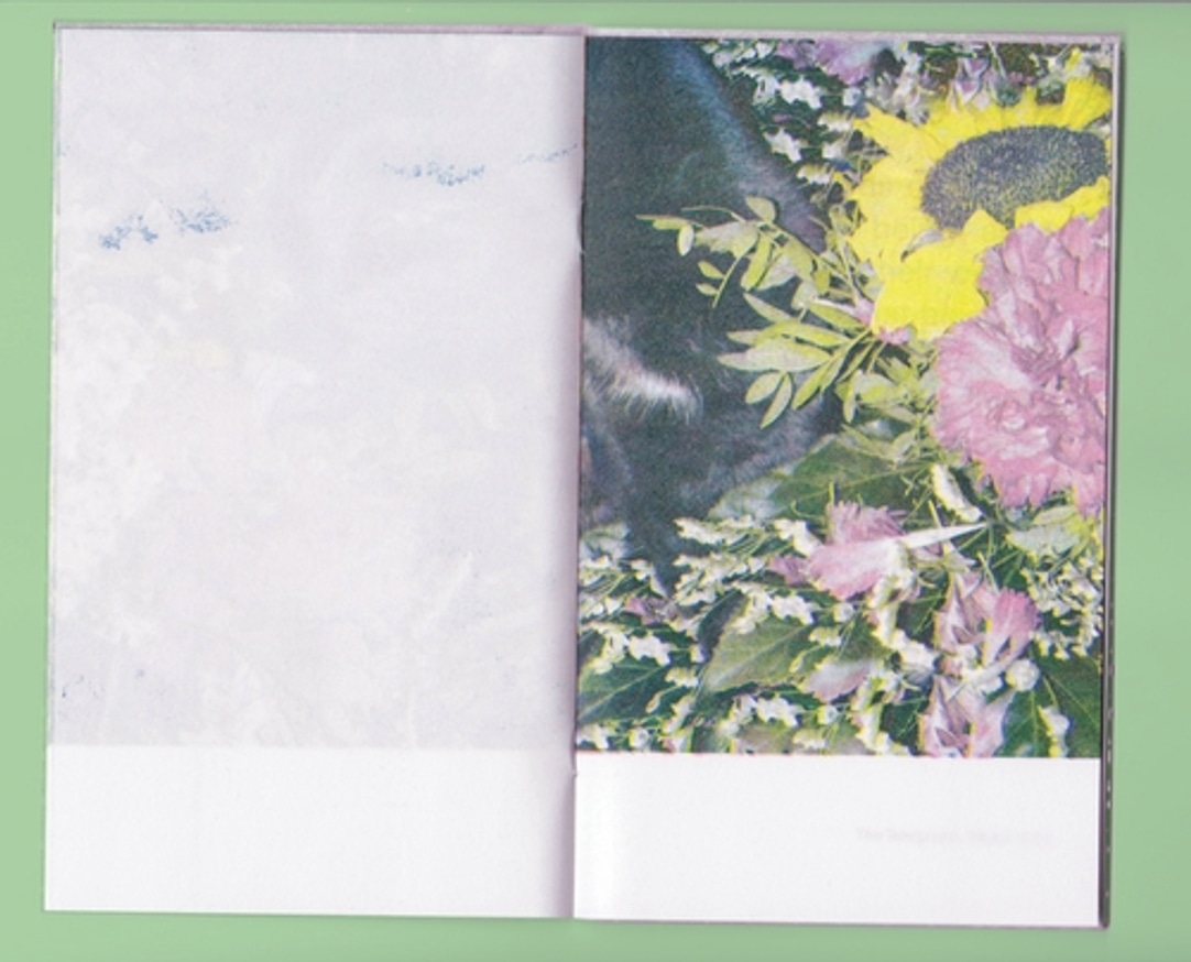 An All Black Cat Stands Out Beautifully In a Field of Colors thumbnail 4