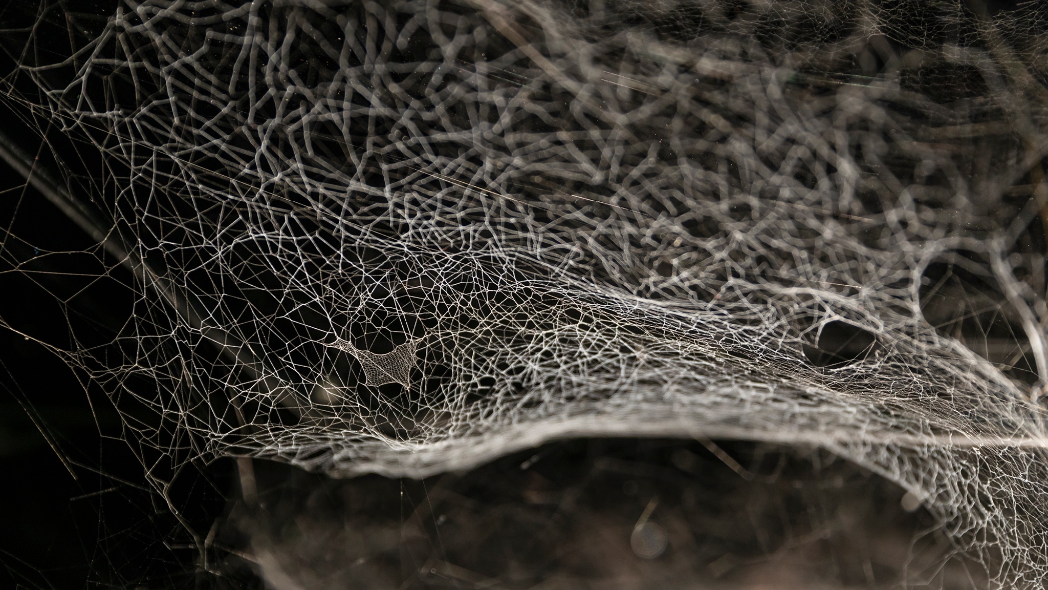 A dramatically lit spider's web