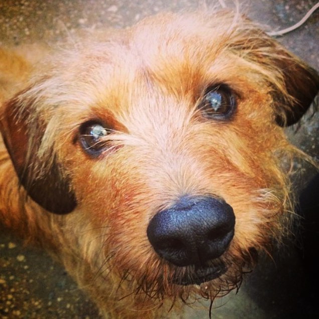Featured Dog