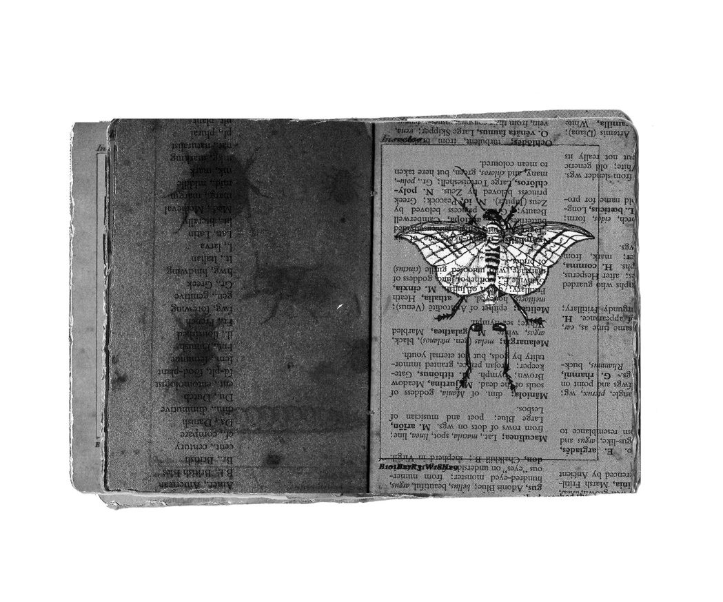 Eaten Books/Atlas des Insectes thumbnail 5