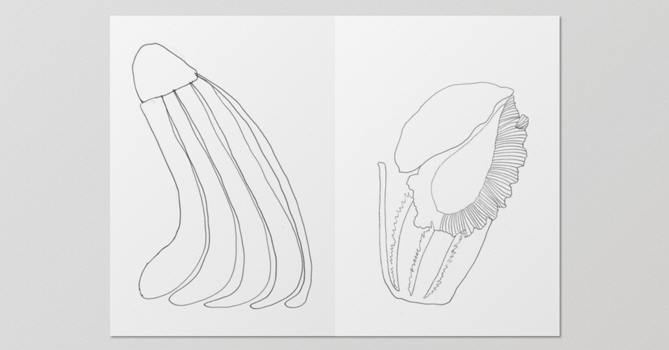 Tiere und Pflanzen thumbnail 4