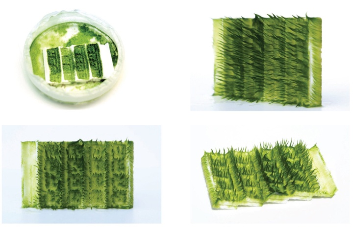 Quadrant of four micro environments, each featuring green land-like forms.