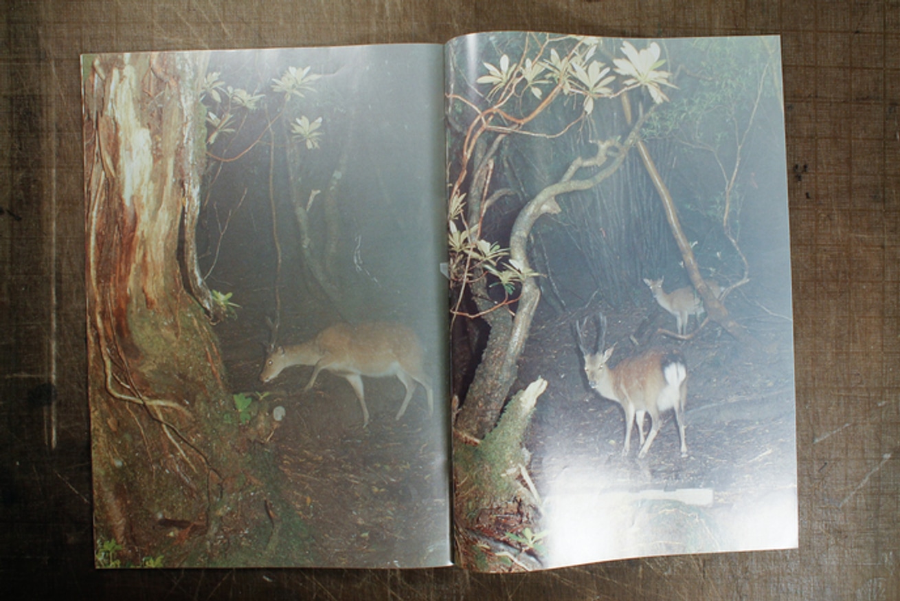 Deer Mountain thumbnail 3