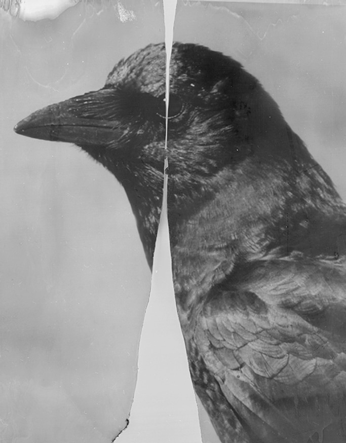Cleaved Crow, 2015-2018