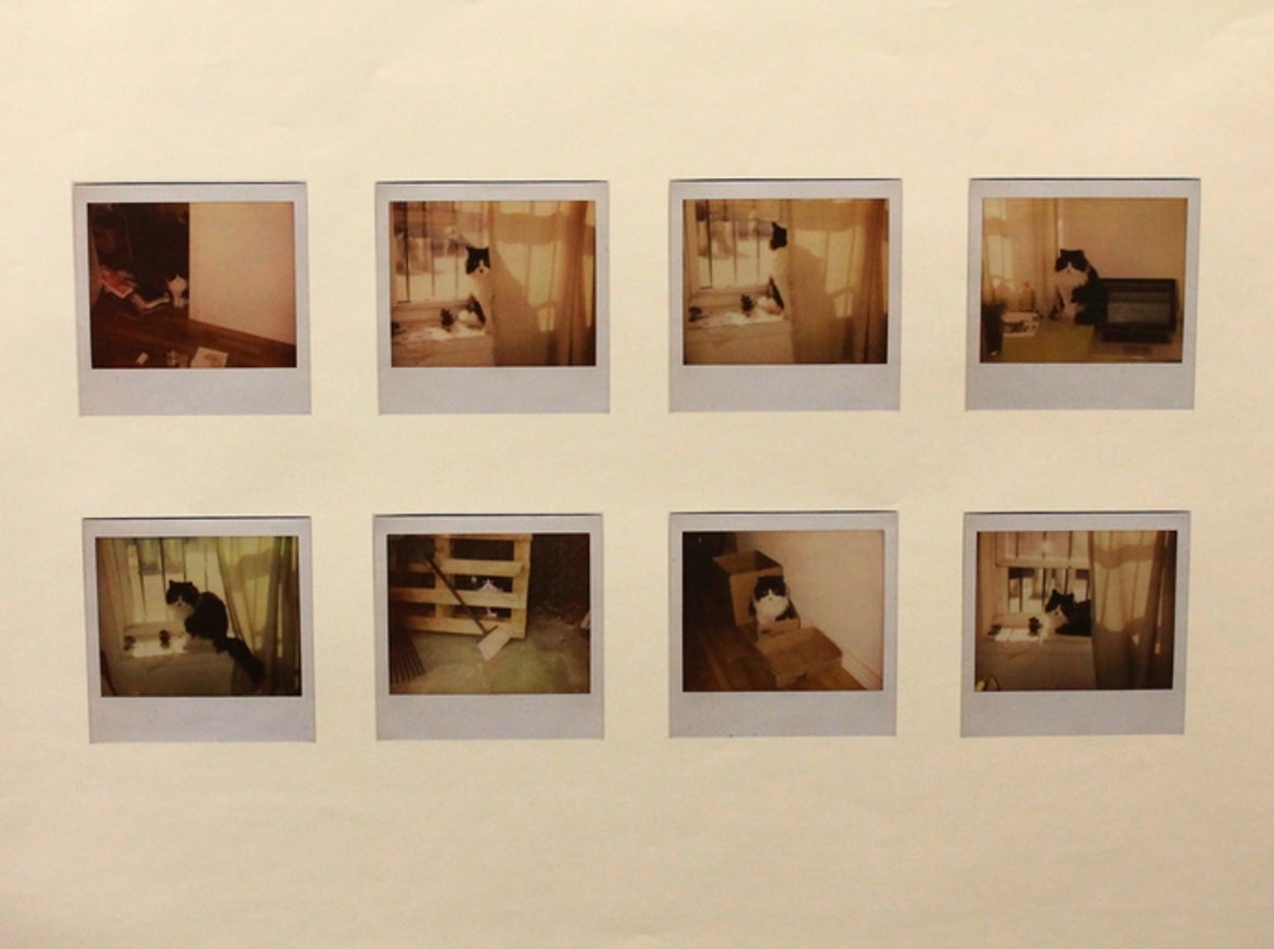 Cat Polaroids Poster thumbnail 2