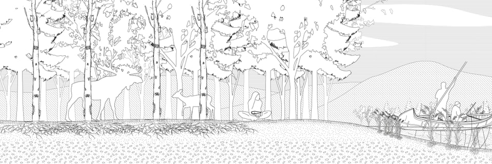 A black and white line illustration of birch trees
