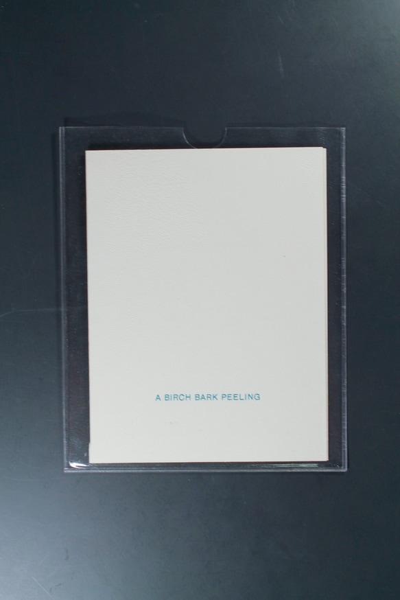 A Birch Bark Peeling thumbnail 2