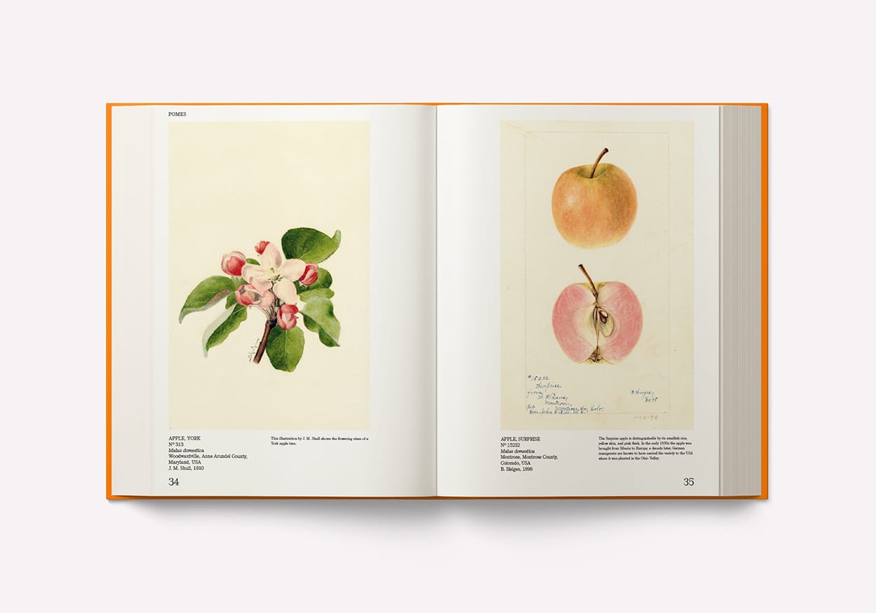Adam Leith Gollner - An Illustrated Catalog of American Fruits &amp; Nuts:  The U.S. Department of Agriculture Pomological Watercolor Collection -  Printed Matter