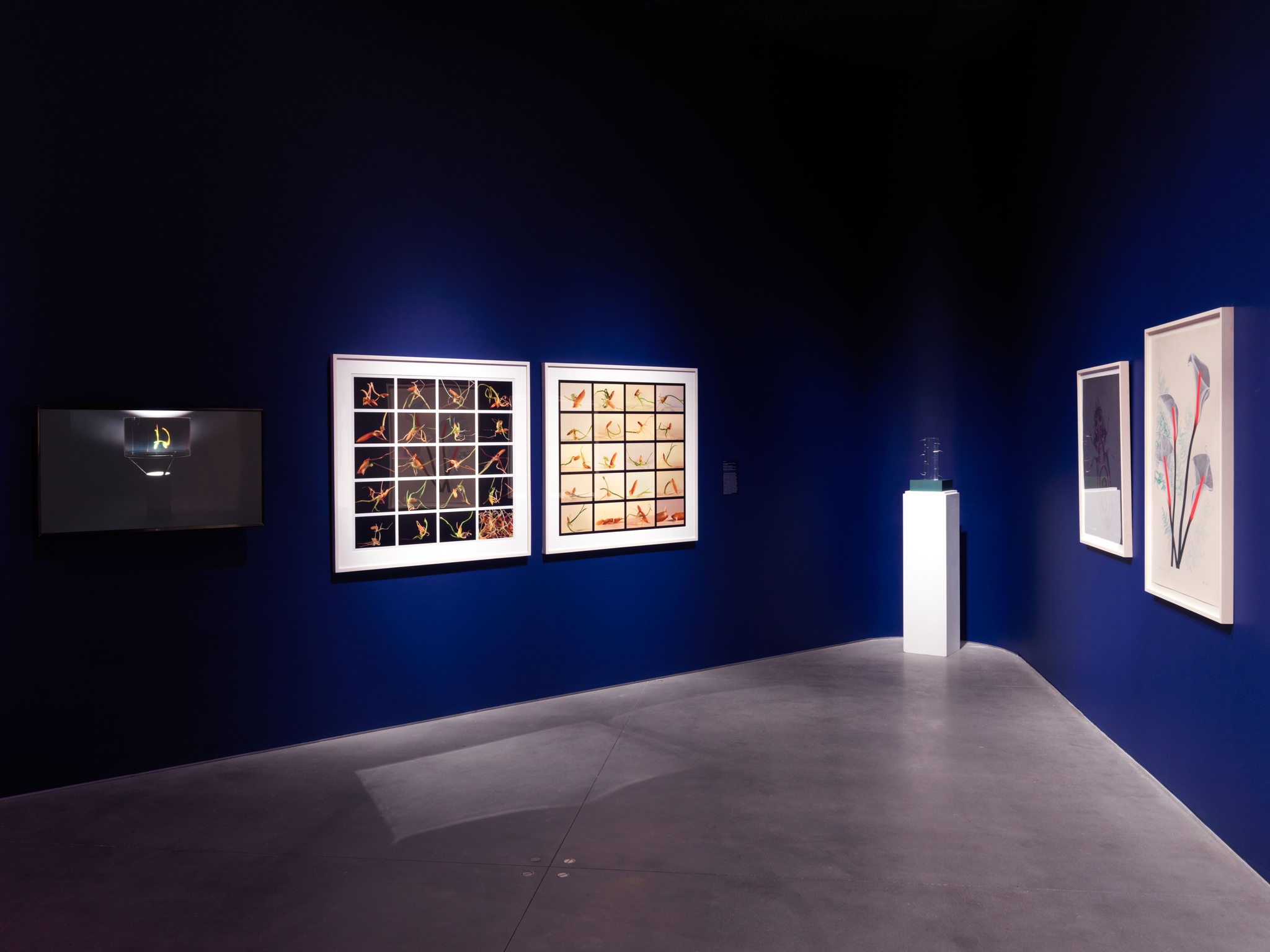 An installation view of Agnes Denes' work for Absolutes and Intermediates