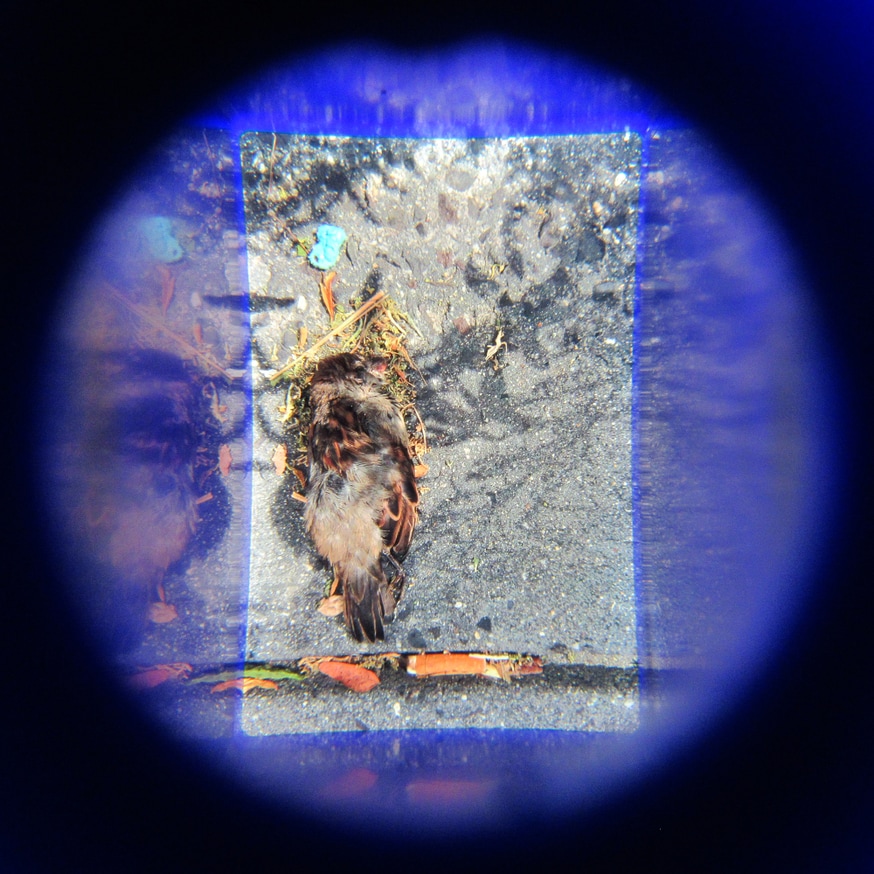 What in Me is Dark Illumine (Set of 7 Viewers) [fourth edition] thumbnail 2