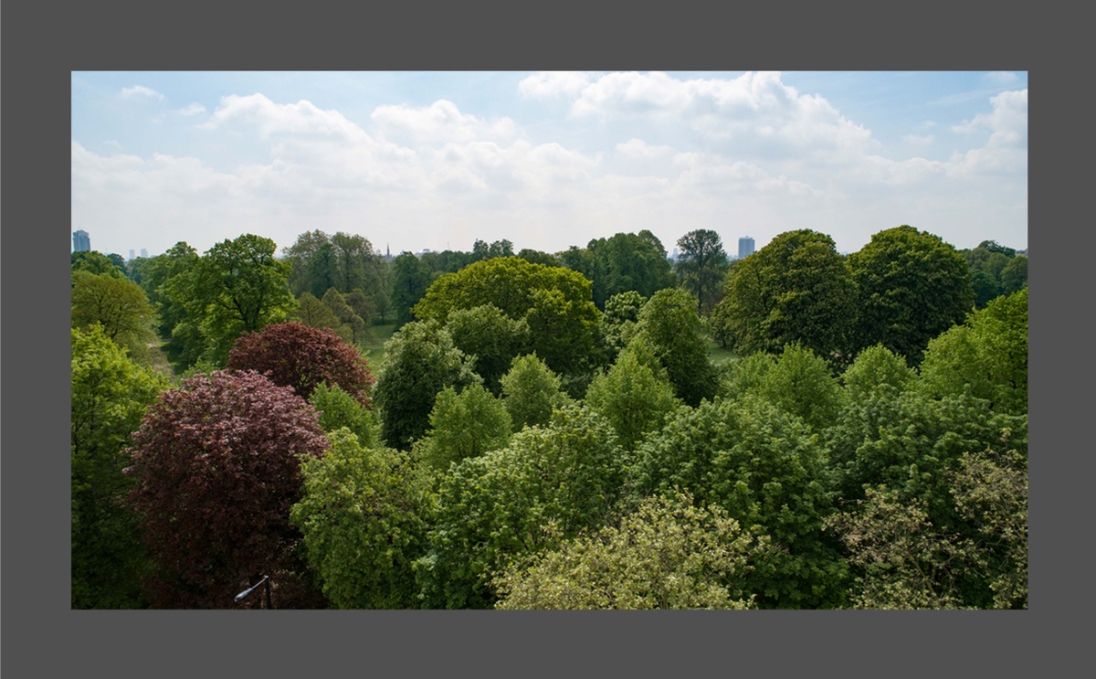 Reference image of trees in Hyde Park