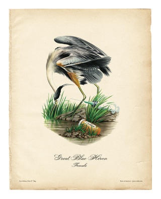 Birds of America (Great Blue Heron) thumbnail 1