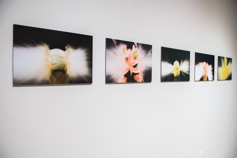 Row of five photographs of melons being exploded.