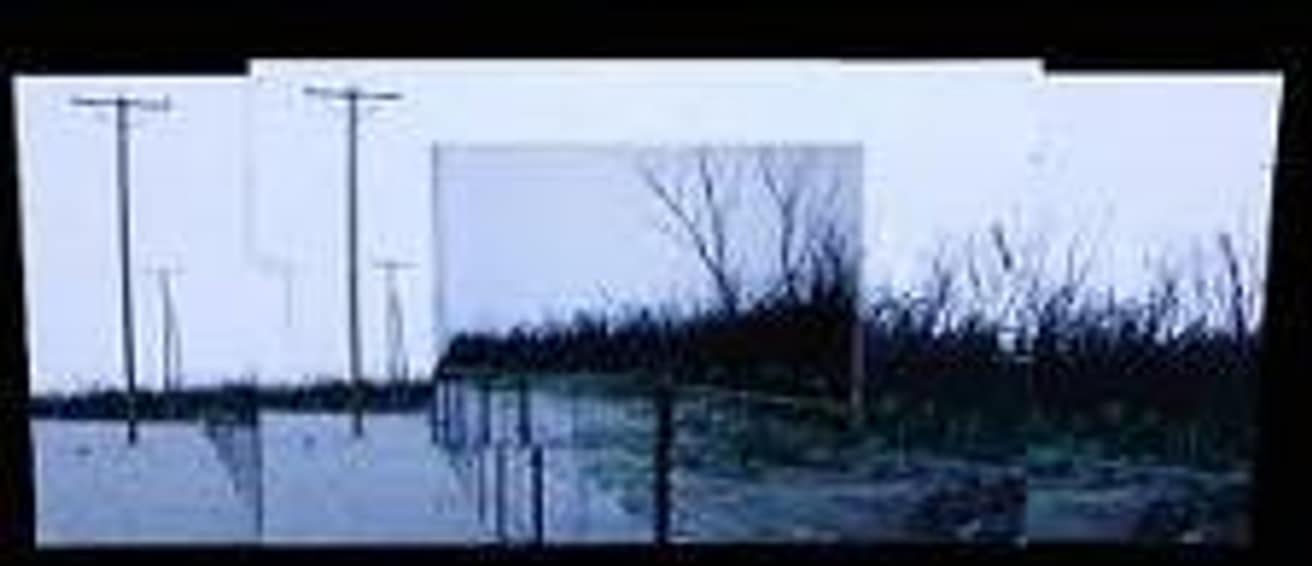 Scorched Trees In Seldon Canyon