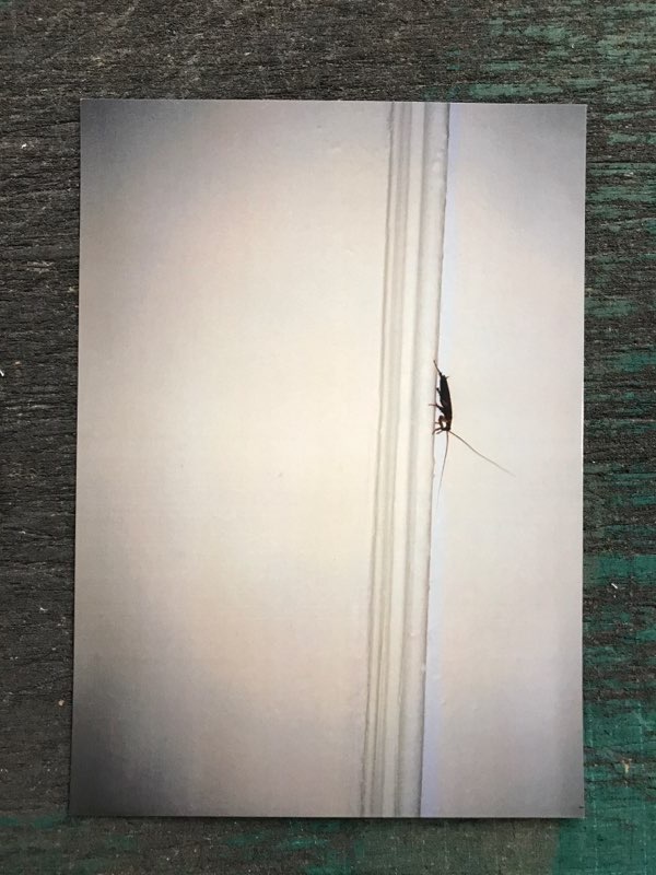 Cockroach Postcard thumbnail 1
