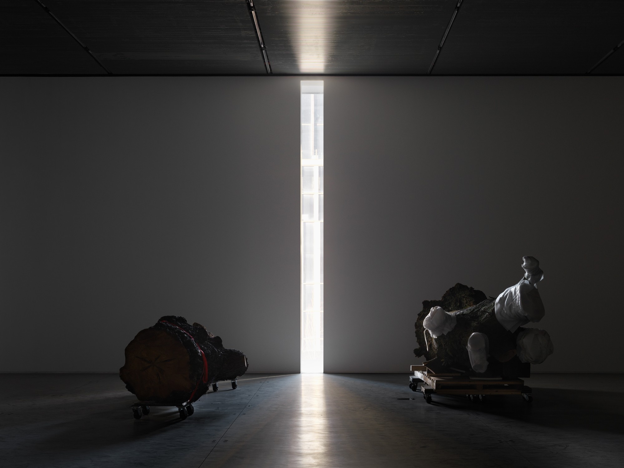 An Installation view of the exhibition Trisha Donnelly showing two trees on either side of a wall cut out to let in a column of light into the gallery