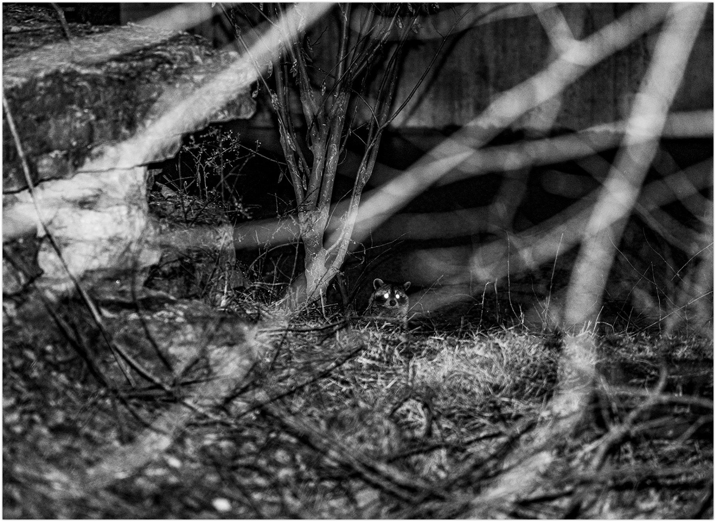 Black and white night photo through branches of a racoon hidden behind foliage