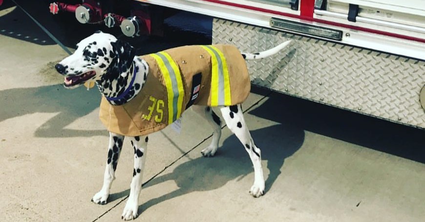 Turnout gear dog clearance collar