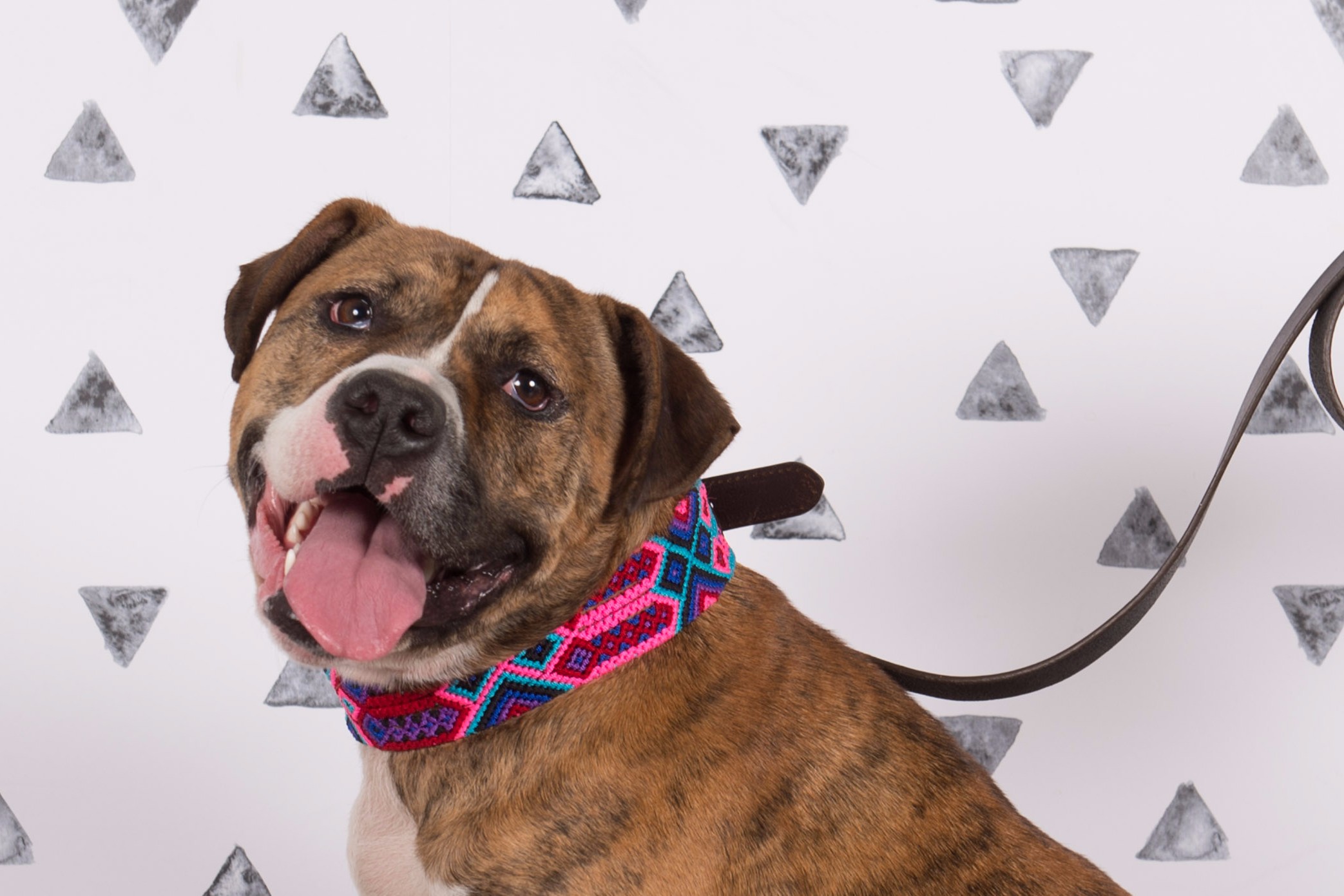 Poppy Dog Collar | Dogly