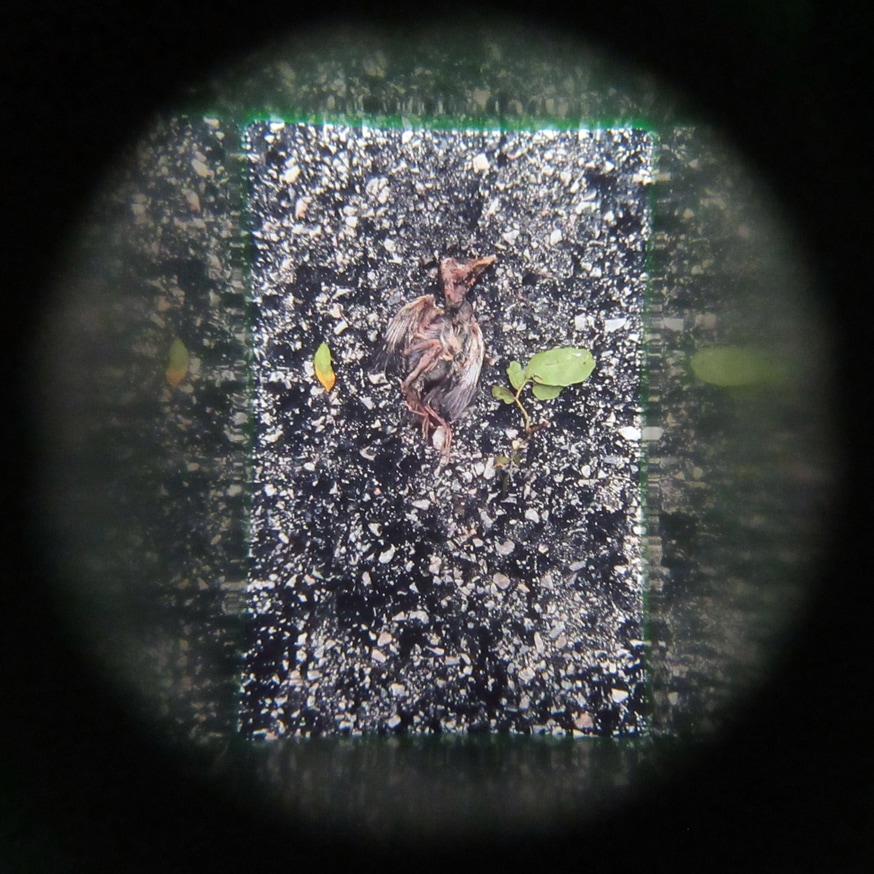 What in Me is Dark Illumine (Set of 8 Viewers) [third edition] thumbnail 4