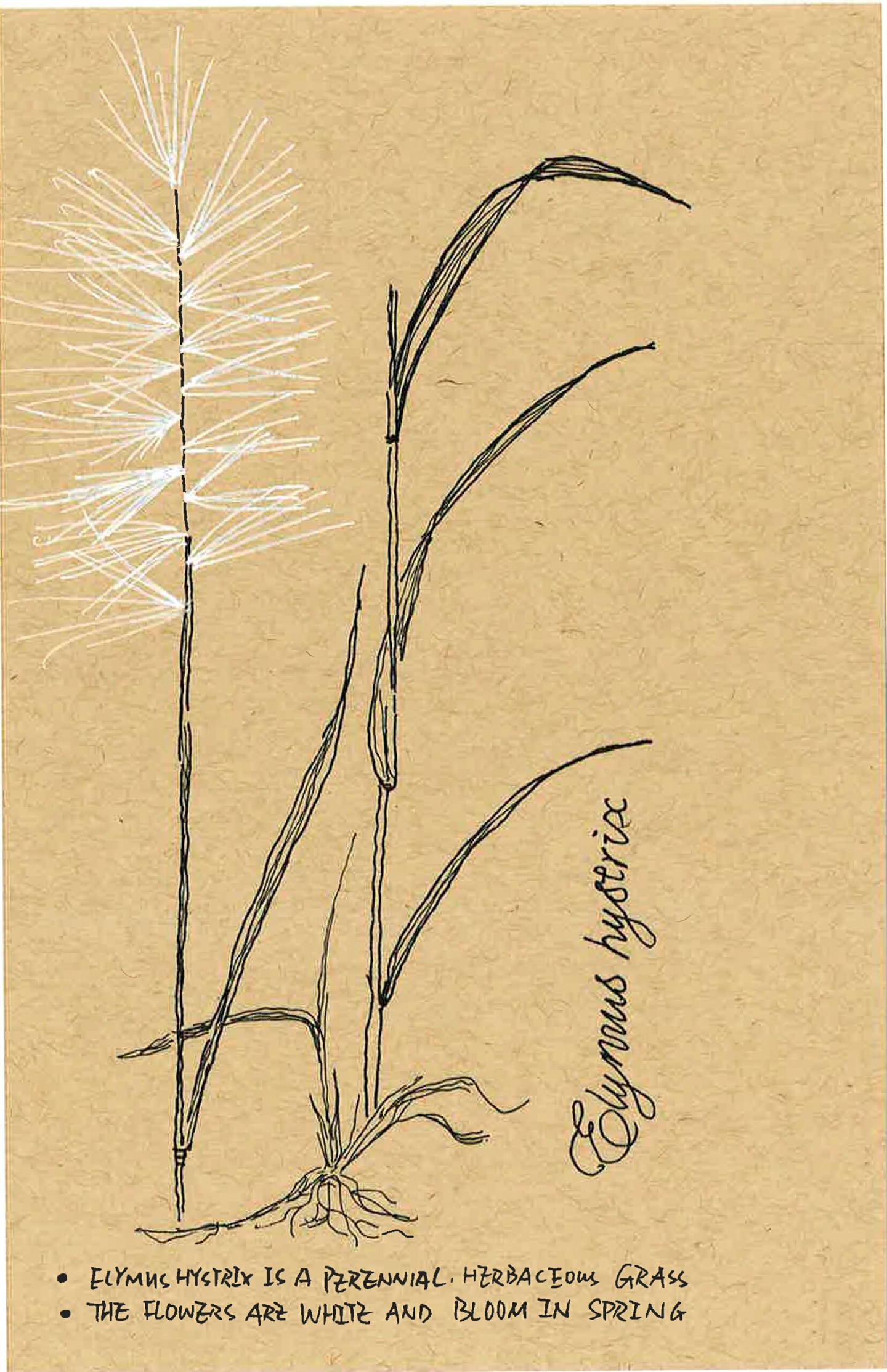 Drawing of a grass with bristly spikelets 