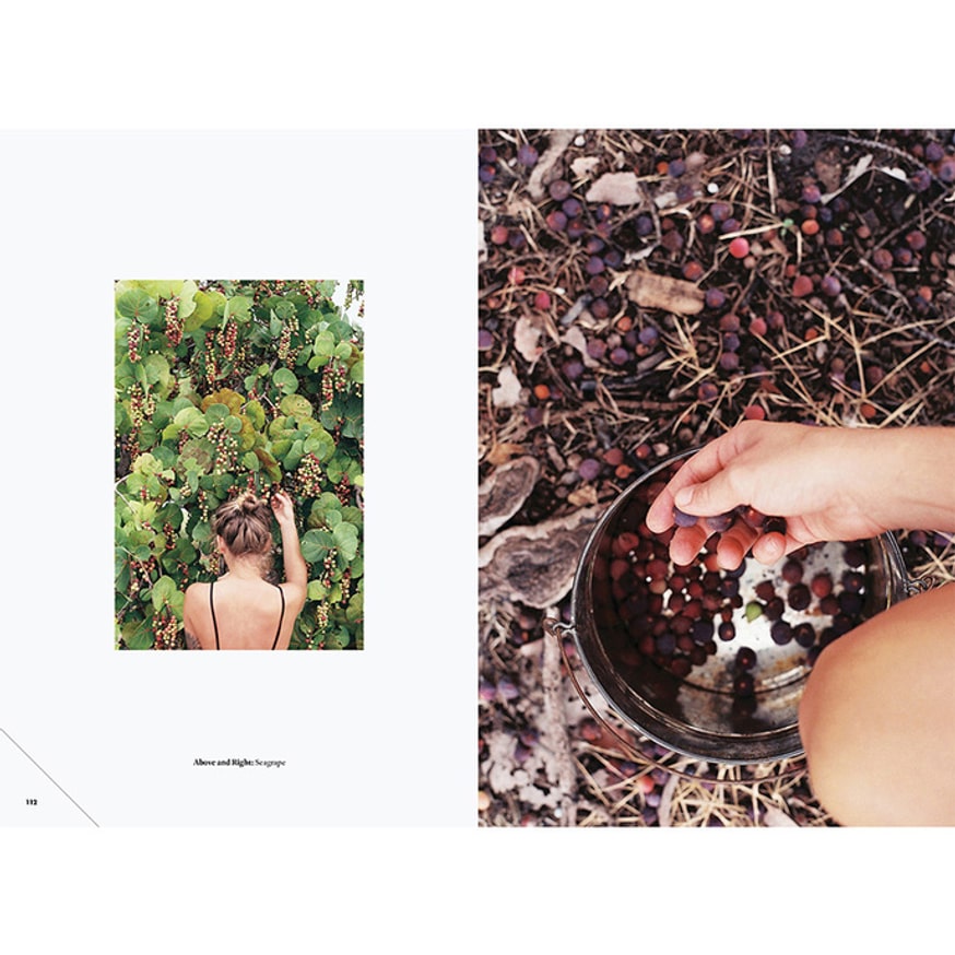 Forager: A Subjective Guide to Miami's Edible Plants thumbnail 5