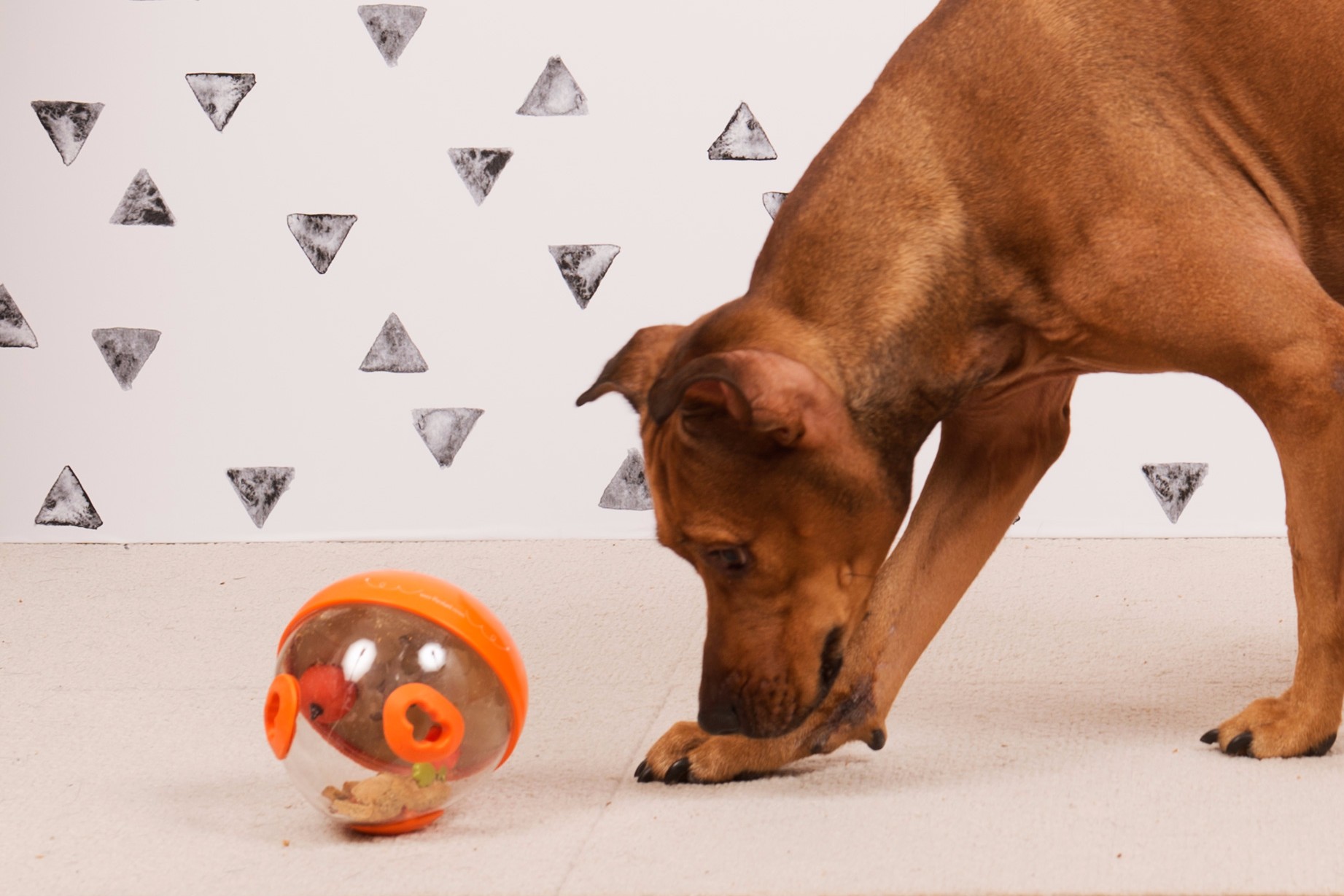 Stuffed Turkey Snuffle Dog Toy – DogNmat